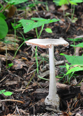 Volvariella caesiotincta