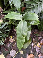 Diplazium donianum