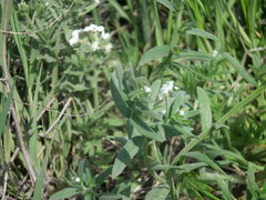 Buglossoides arvensis