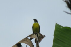 Myiozetetes cayanensis