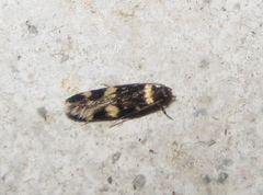 Oegoconia deauratella