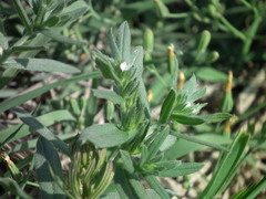 Buglossoides arvensis