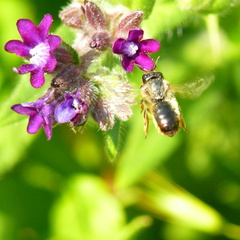 Osmia bicornis