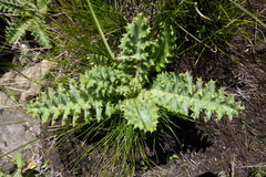 Berkheya purpurea