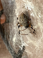 Nephilingis cruentata