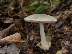 Volvariella caesiotincta