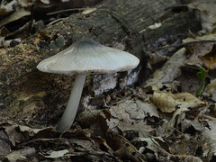 Volvariella caesiotincta