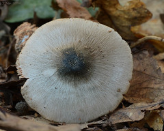 Volvariella caesiotincta