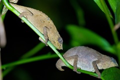 Rhampholeon platyceps