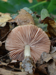 Volvariella caesiotincta