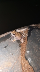 Tomopterna natalensis