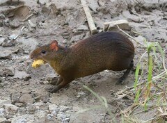 Dasyprocta variegata