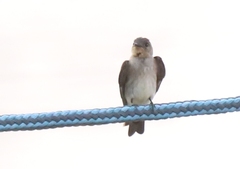 Stelgidopteryx ruficollis