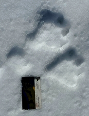 Lepus americanus