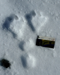 Lepus americanus