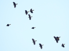 Psarocolius angustifrons