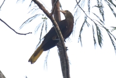 Psarocolius angustifrons