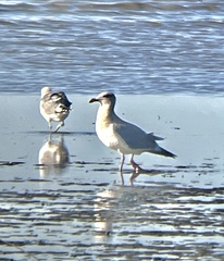 Larus argentatus × glaucescens