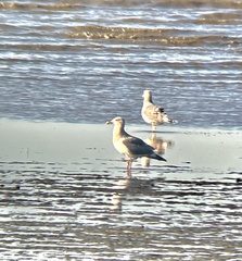 Larus argentatus × glaucescens