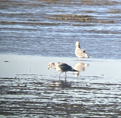 Larus argentatus × glaucescens