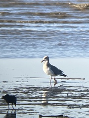 Larus argentatus × glaucescens