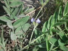 Gueldenstaedtia verna