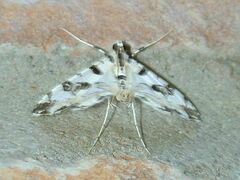 Conchylodes salamisalis