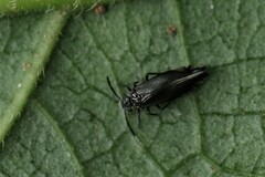 Dypsocus