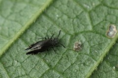 Dypsocus