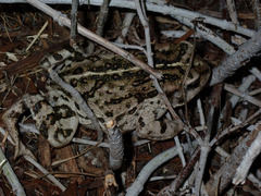 Anaxyrus boreas halophilus