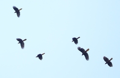 Psarocolius angustifrons