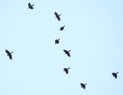 Psarocolius angustifrons