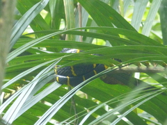 Boiga melanota