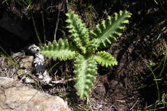 Berkheya purpurea