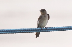 Stelgidopteryx ruficollis