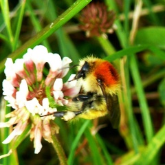 Bombus muscorum