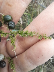 Asparagus acutifolius