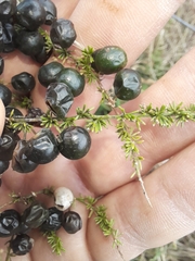 Asparagus acutifolius