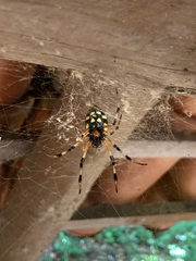 Nephilingis cruentata