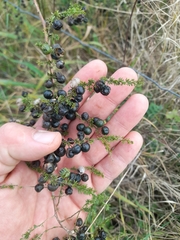 Asparagus acutifolius