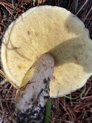 Suillus pungens