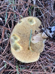 Suillus pungens