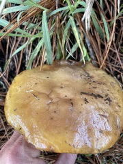 Suillus pungens