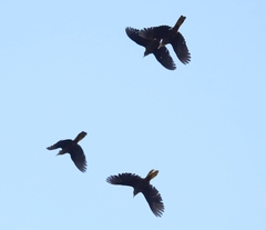 Psarocolius angustifrons