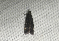 Aproaerema anthyllidella