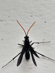 Batozonellus fuliginosus