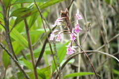 Epidendrum calanthum