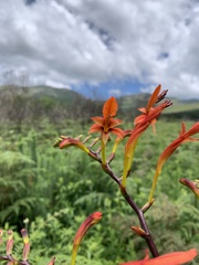 Crocosmia paniculata