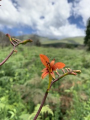 Crocosmia paniculata