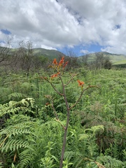 Crocosmia paniculata